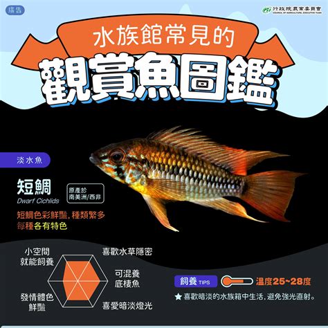 大型觀賞魚圖鑑|經典觀賞魚圖鑑